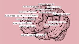 A anatomia da procrastinação